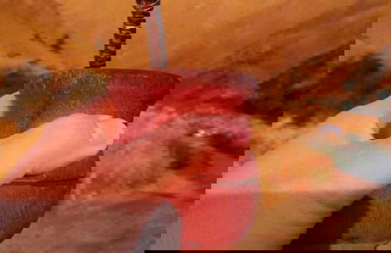 Cabañas El Aromo - Foto 13