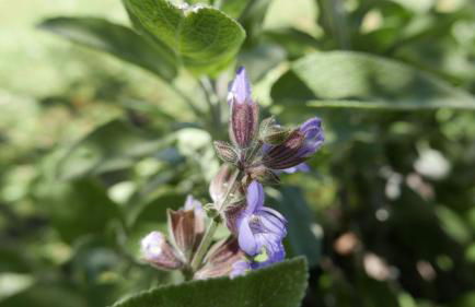 Quater Apartments - Tremezzina - Foto 48