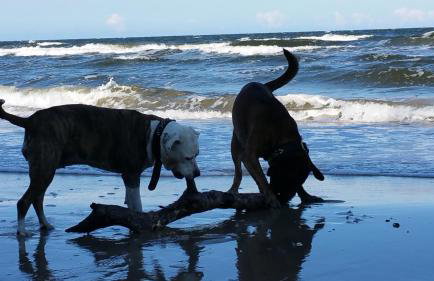 Ferienwohnung ÜckeRitz bei Familie Habben mit PKW Stellplatz - Foto 51