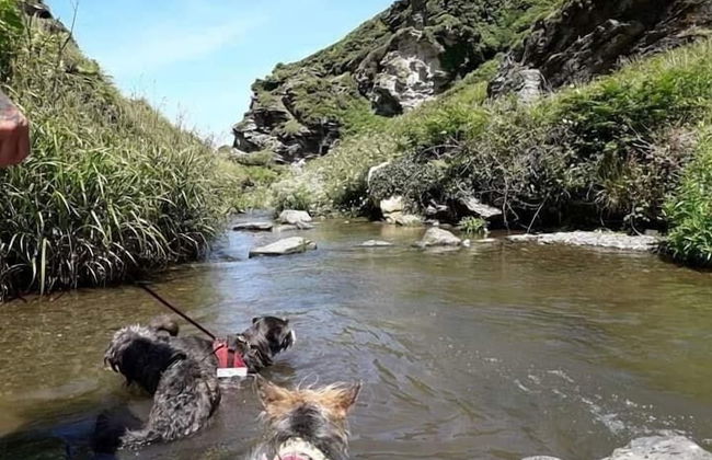 Cowshed Cottage Located nr Kynance Cove - Foto 41