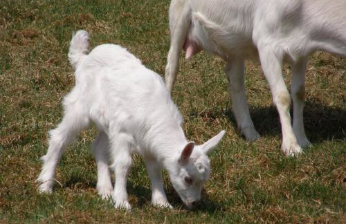 Słoneczna Zagroda - Sunny Ridge Farm - Foto 29