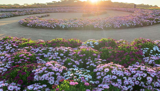 Immerse yourself in the fragrant blooms