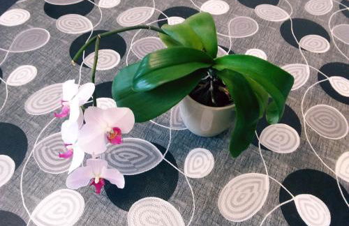 L'Orchidée - Photo 17