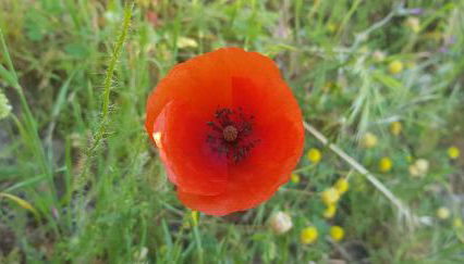 Sofia Mountain Getaway - Photo 3