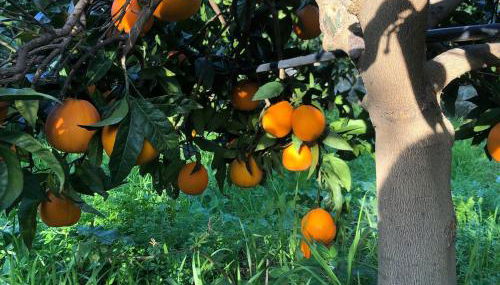 La Minucciola - Photo 4, Garden