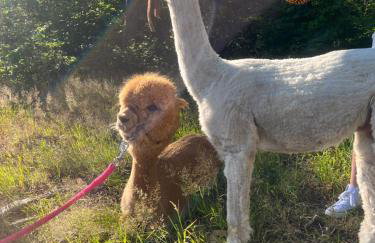 Ulinia Zacisze Dom Comfort 70m2 - Photo 59