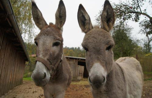 Bio-Erlebnisbauernhof Doll - Foto 10