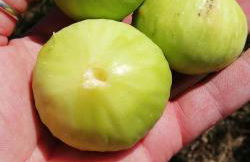 Agriturismo Collomici - Foto 40