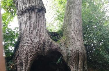 le gîte du fou logement 8 pers 13mn puy du fou - Foto 20
