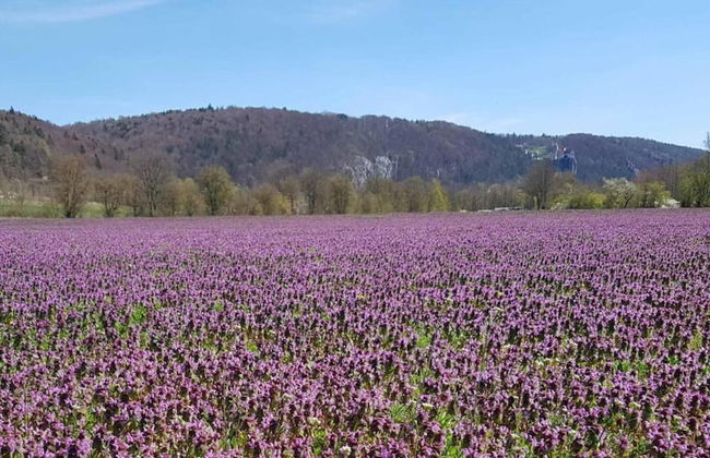 Homely Apartment with BBQ in Riedenburg Prunn near Forest - Foto 31