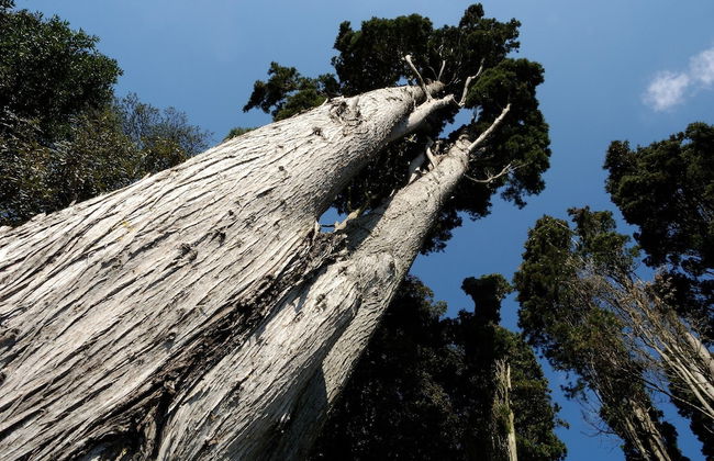 Castello Montegiove - Foto 34