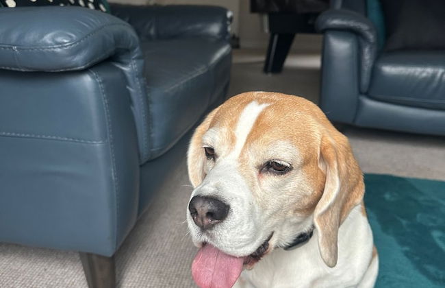 Dog Friendly - 4 Bed House - Sleeps 10 - Pool Table - Foto 24