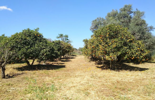 Nature Houses - Foto 1