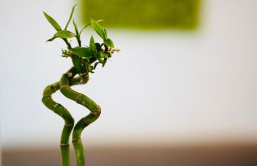 PLANT HOUSE Roma Eur - Foto 10