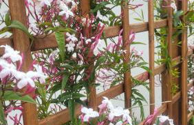 Coja Mountain Perch - Foto 35