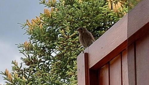 repaci 17 home - Foto 5