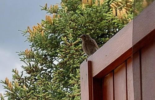 repaci 17 home - Foto 5