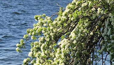 Raben Steinfeld Forststrasse Am Residence-Park - Foto 2