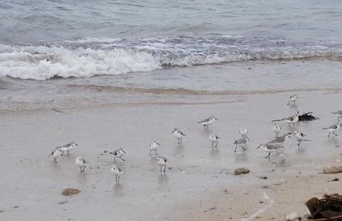 LES HAUTS VENTS - Foto 47