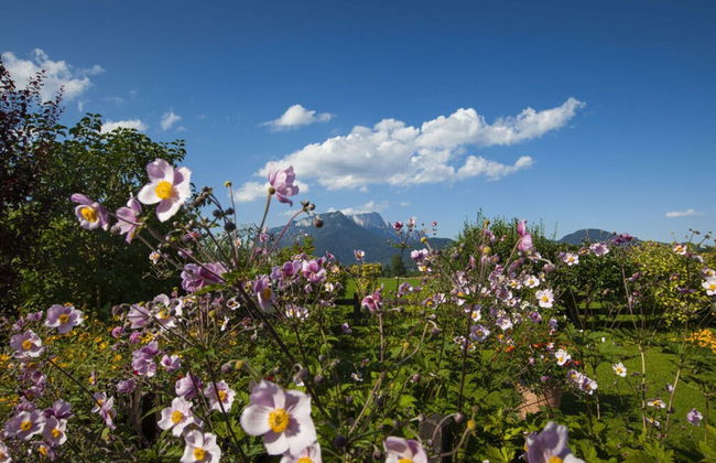 Rooster 2 -kierngasshausl- - Foto 6