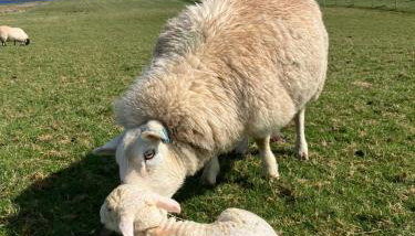 Seaview luxury pod - Foto 5