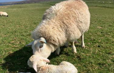 Seaview luxury pod - Photo 5