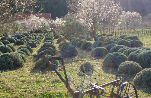 Apartmani Goga - Foto 59