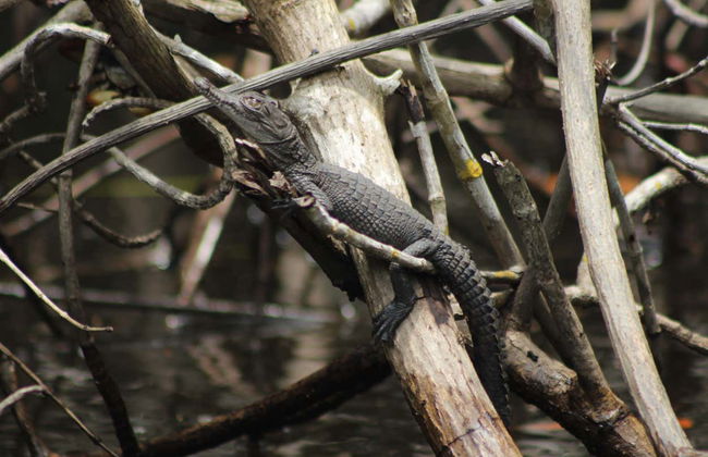 Excursion à San Blas - Photo 8