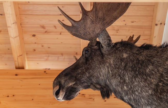 Chalet Dorf Wagrain Alpenleben - Foto 60