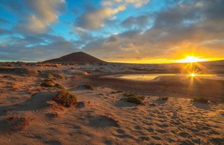 Petunia 75 - Foto 18