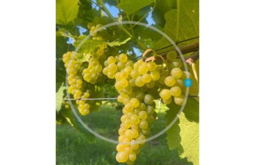 Obst- und Weingut Ingenhof - Foto 27