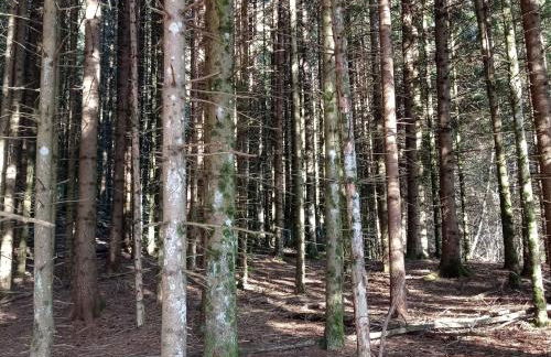 Apartment Annas Haus im Dolomiten-Nationalpark by Interhome - Foto 20