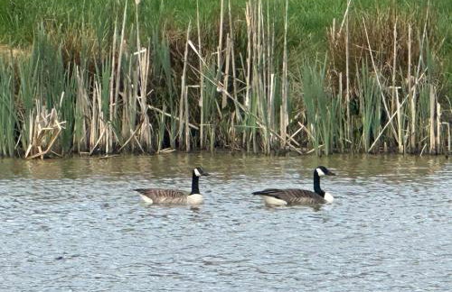 Middlehead Cottages - Foto 23