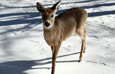 Pocono Chalet,Hot Tub,Arcade,Fireplace, Lake,Pool, Pet friendly, near Jim Thorpe No extra fees to use amenities - Foto 51