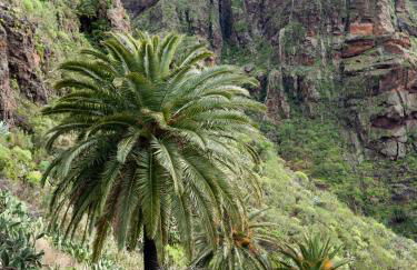 Live masca casatarucho - Foto 15