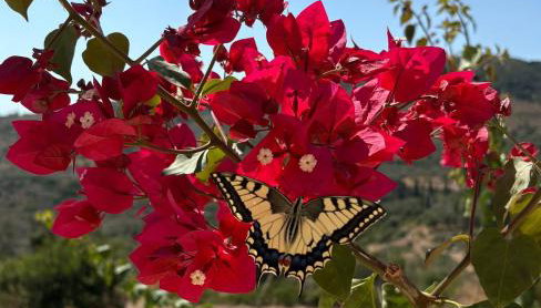 Katerina's House - Foto 4