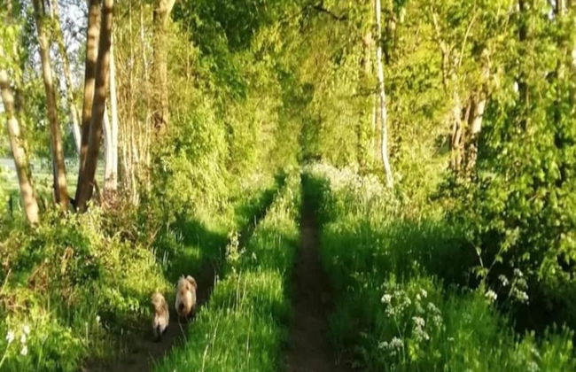 Holiday Home in Geesteren With Roof Terrace,garden Furniture - Photo 75