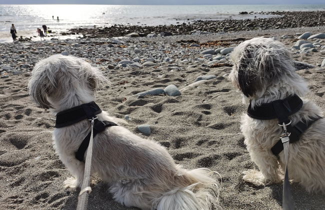 Snowdonia Sunbeach Holiday Sea and Mountain View - Foto 7