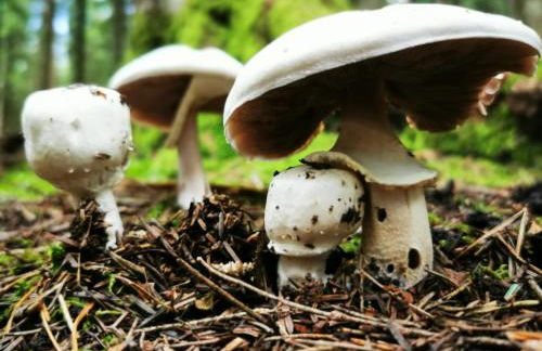 Miuti Residence - Foto 48