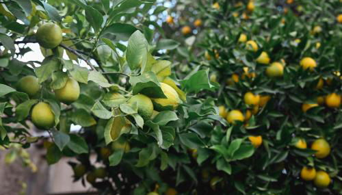 Apartamentos El Pozo 2 - Photo 2, Garden