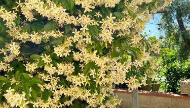 La Torribina 2 - Foto 4