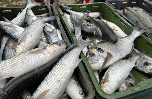 Conte Čikara Apartment - Foto 36