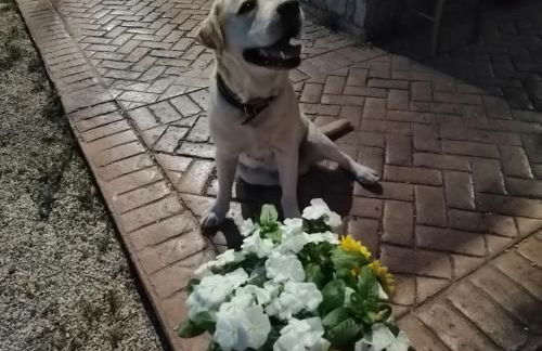 B&B Borgo San Antonio - Foto 57