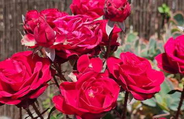 Casa Rural Eneida - Foto 45