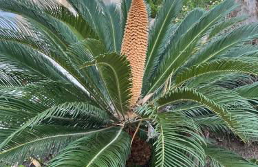 "Indaloo" apartment for couples, Para parejas solamente, EXCEPTIONAL! Vera Playa, Vera Costa, 200 m from the Las Marinas beach - Foto 67