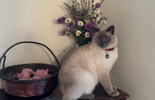 Antico fienile - Photo 2