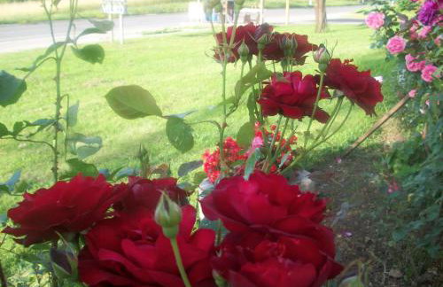 House Veljko - Foto 13