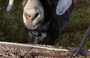 House on Acreage with Farm Animals in Bothell, Close to Seattle Bellevue Kirkland - Foto 38