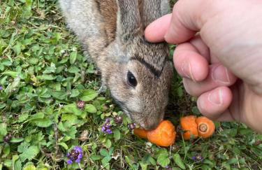 Greatwood Shepherds Hut - Foto 27