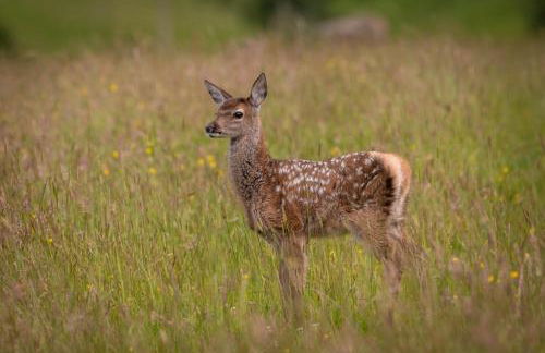 Lawers Luxury Glamping Pet Friendly Pod at Pitilie Pods - Foto 18